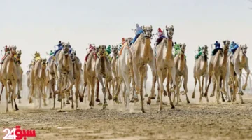 مزاد الهجن يسدل الستار بصفقات مليونية تاريخية تجاوزت 1.5 مليون ريال